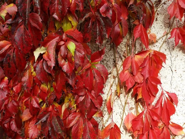 Elokuun hoppu on kesän&nbsp;loppu